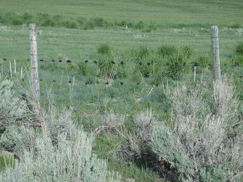 GDMBR: Cattle rubbed clumps of hair in the barbs of a fence.